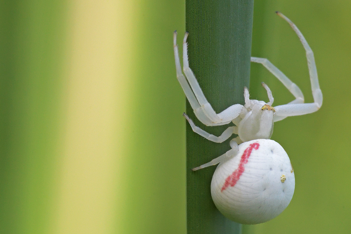 Flower Spider (Misumena vatia) (1)