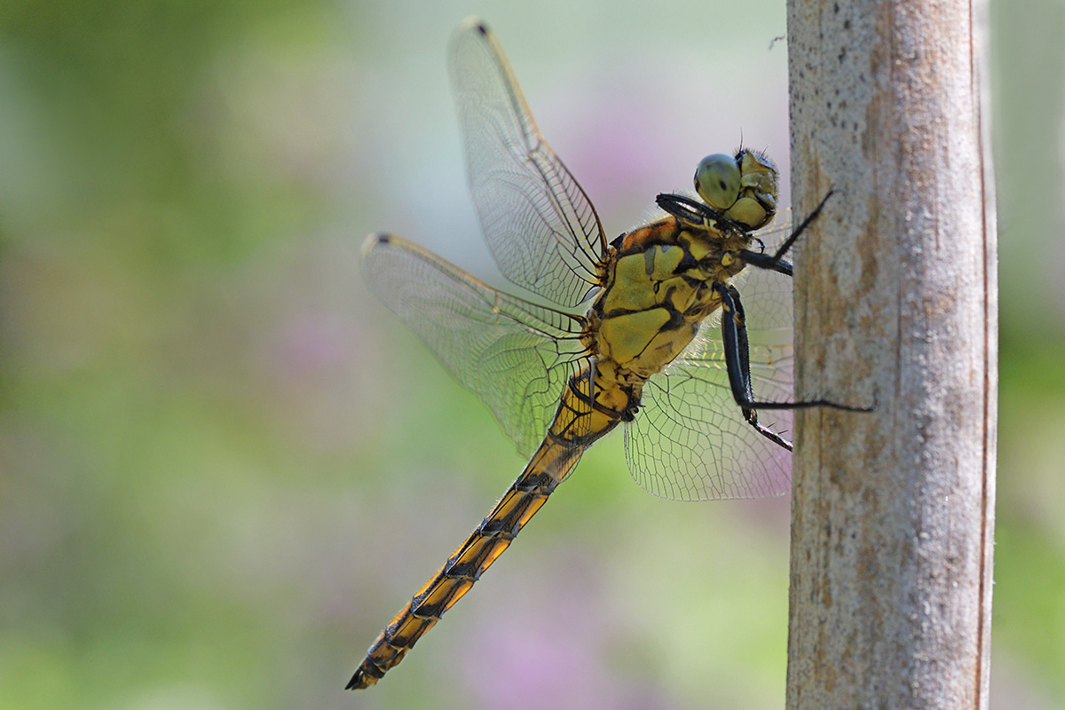 Black-Tailed Skimmer (Orthetrum cancellatum) (1)