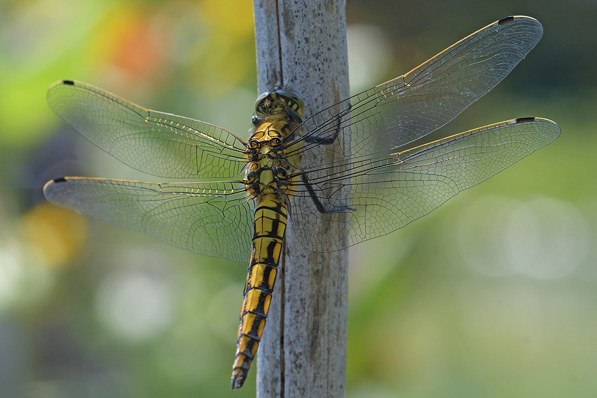 Black-Tailed Skimmer (Orthetrum cancellatum) (2)