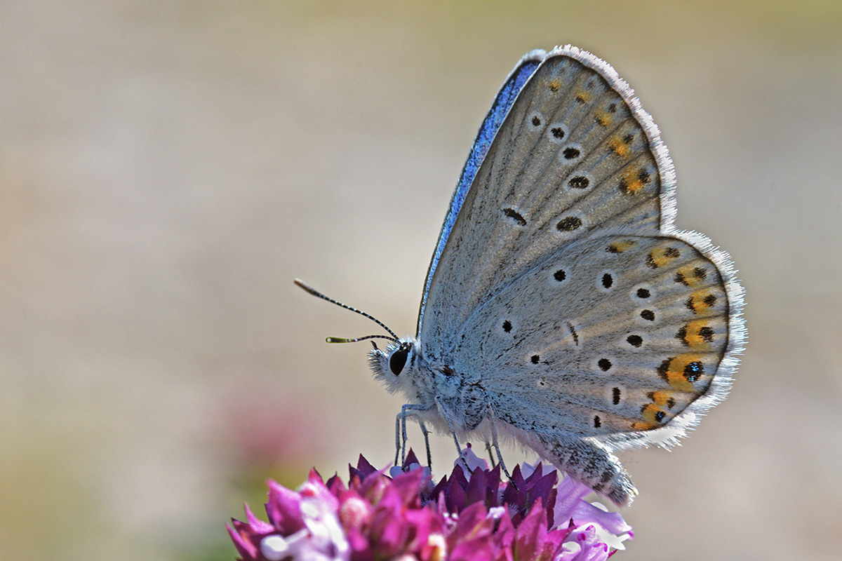 Common Blue (Polyommatus icarus) (4)
