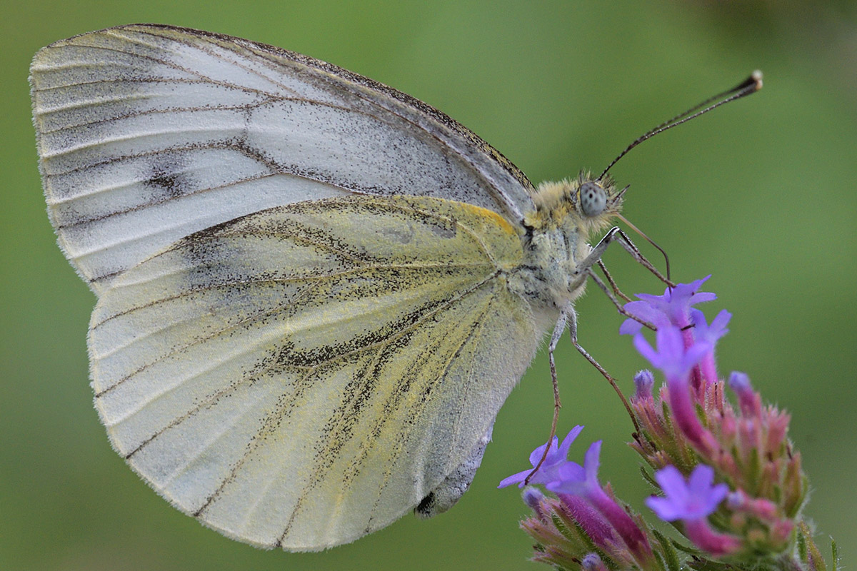 Green-Veined White (Pieris napi) (3)