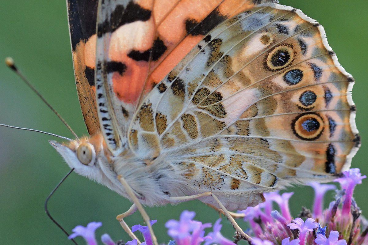Painted Lady (Vanessa cardui) (12)