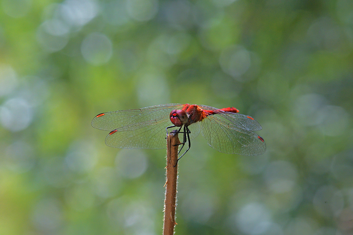 Ruddy Darter (Sympetrum sanguineum) (4)