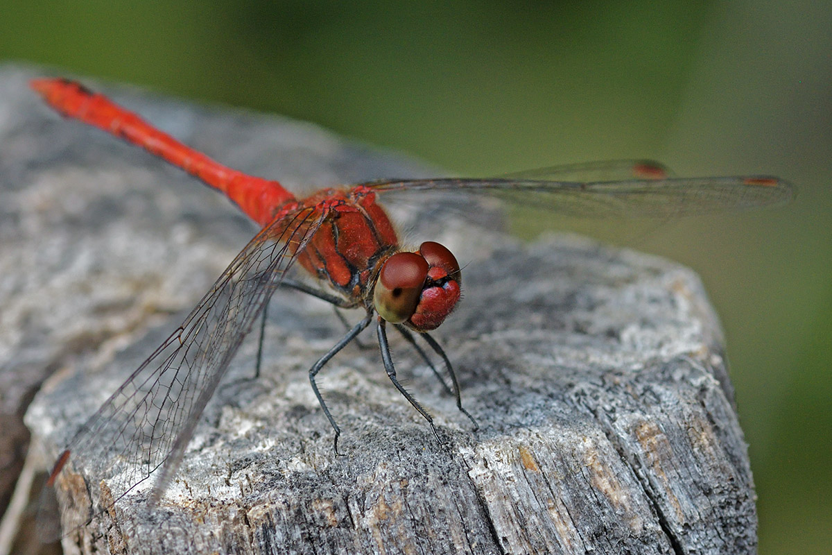 Ruddy Darter (Sympetrum sanguineum) (5)