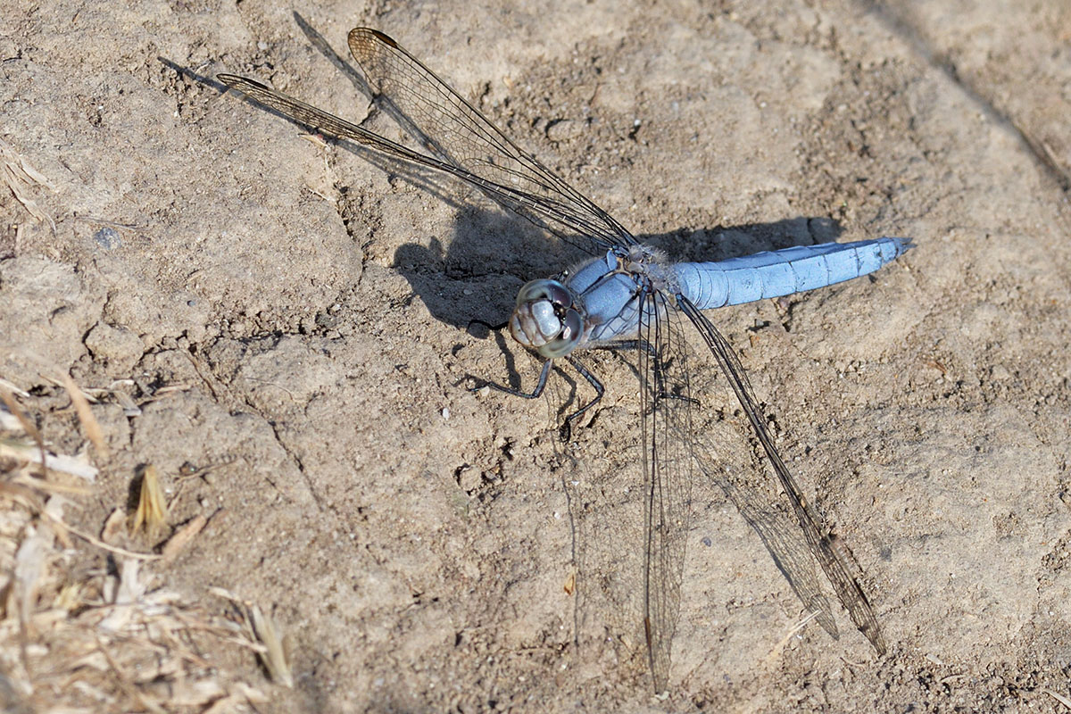 Southern Skimmer (Orthetrum brunneum) (1)