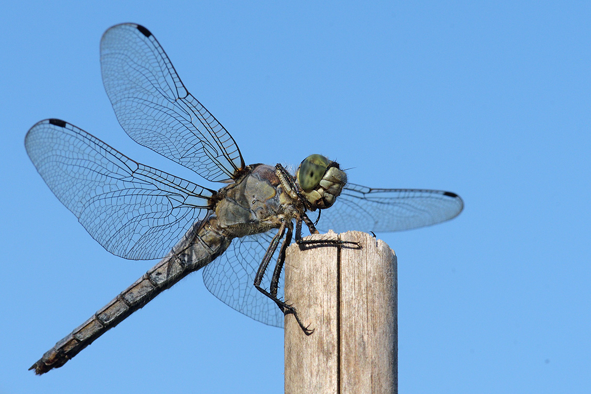 Black-Tailed Skimmer (Orthetrum cancellatum) (3)