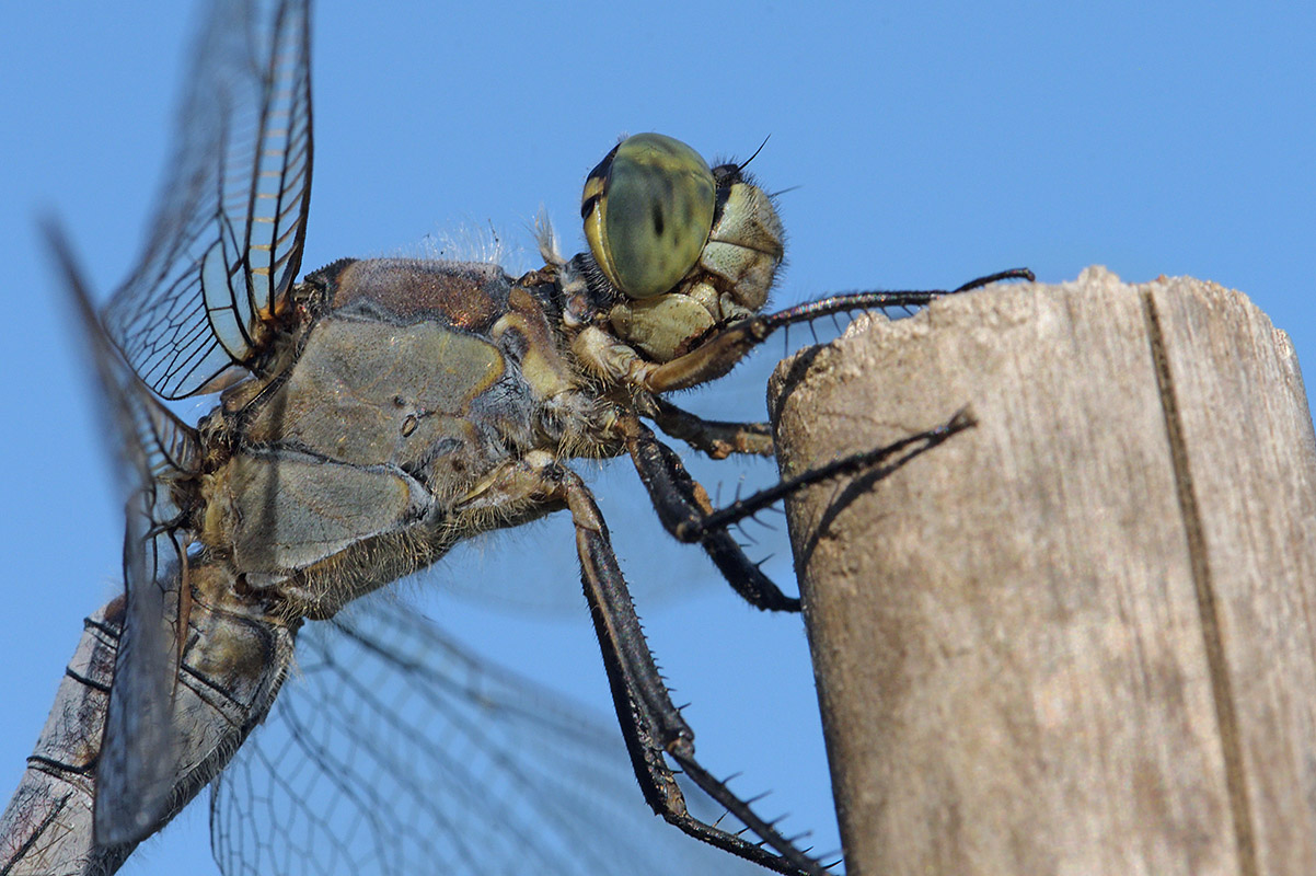 Black-Tailed Skimmer (Orthetrum cancellatum) (4)