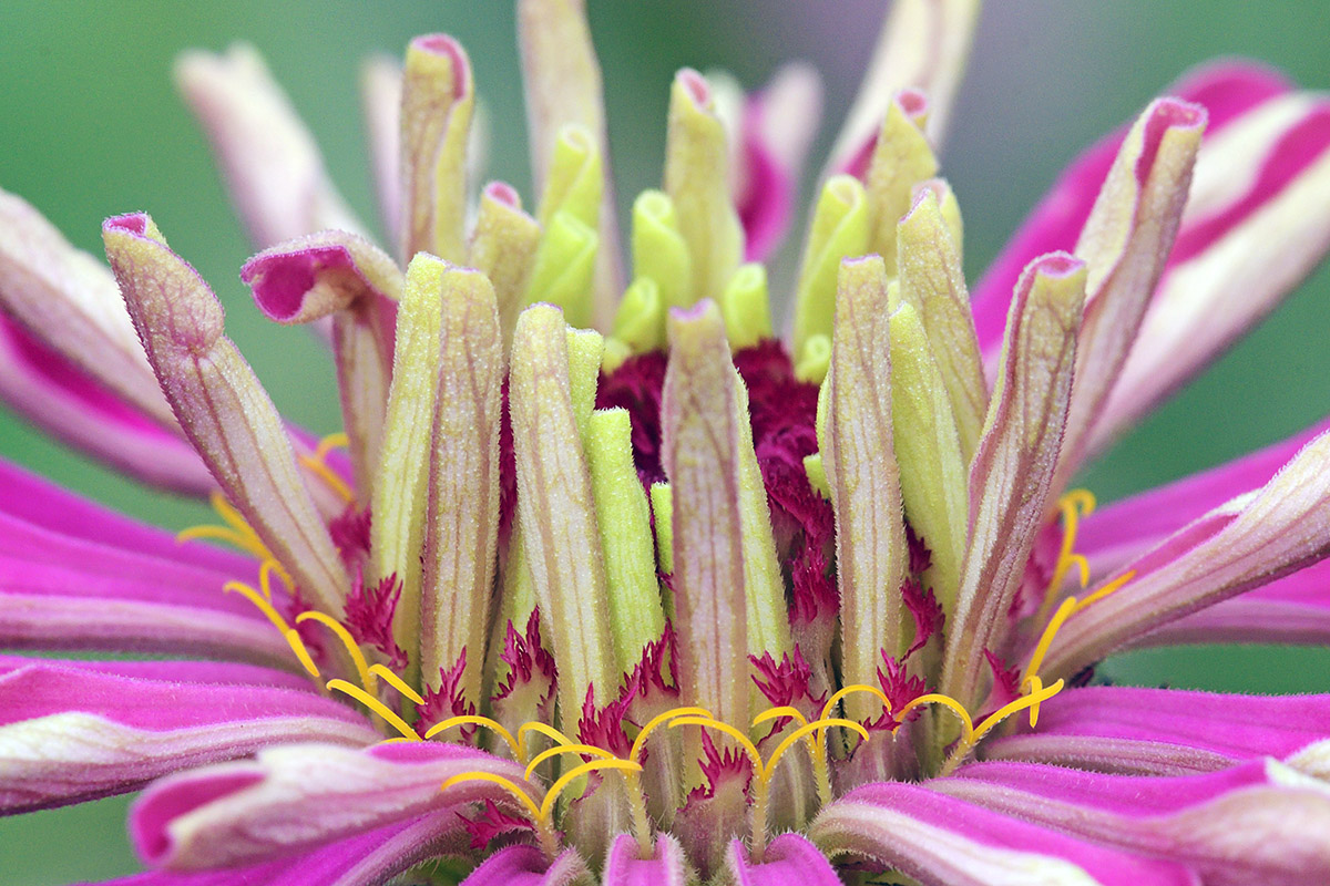 Garden Zinnia (Zinnia elegans) (6)