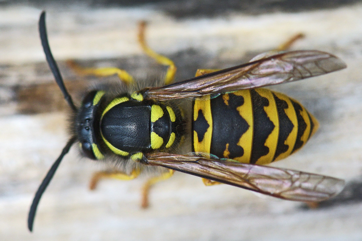 German Wasp (Vespula germanica) (1)