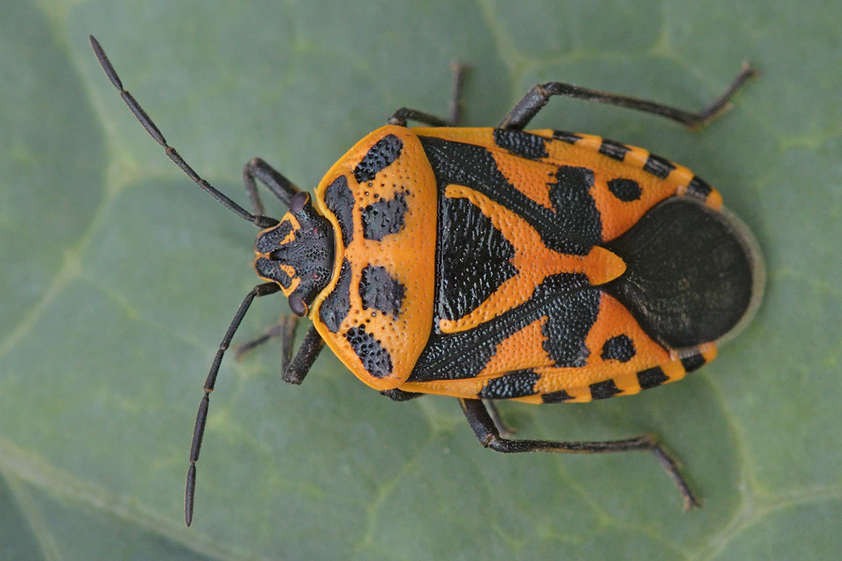 Ornate Shield Bug (Eurydema ornata) (1)