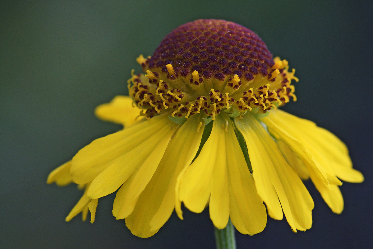 Sneezeweed (Helenium bigelovii) (2)