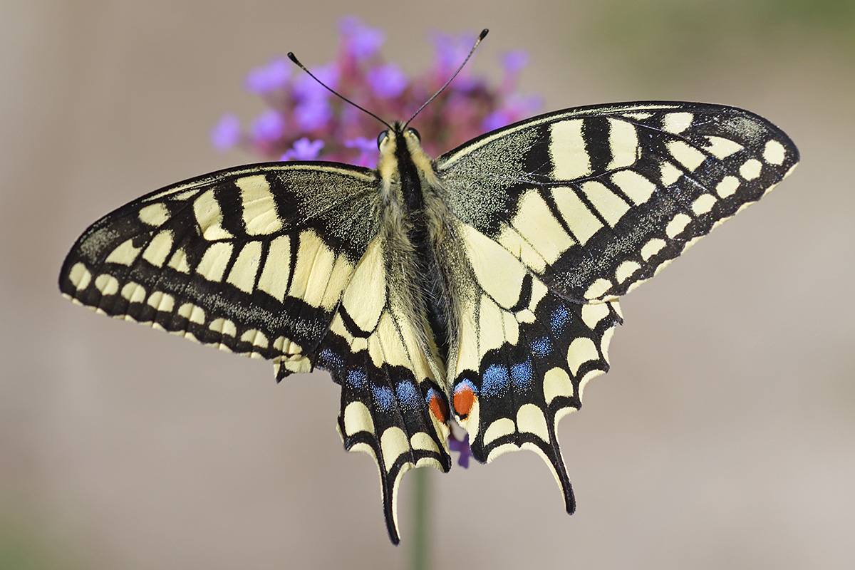 Old World Swallowtail Butterfly (Papilio machaon) (8)