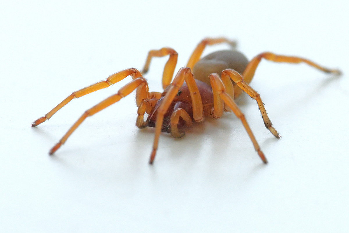 Woodlouse Spider (Dysdera crocata) (1)