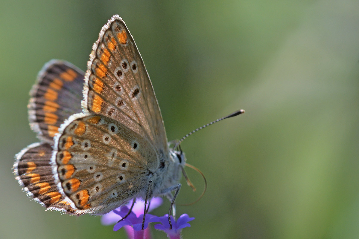 Brown Argus (Aricia agestis) (1)