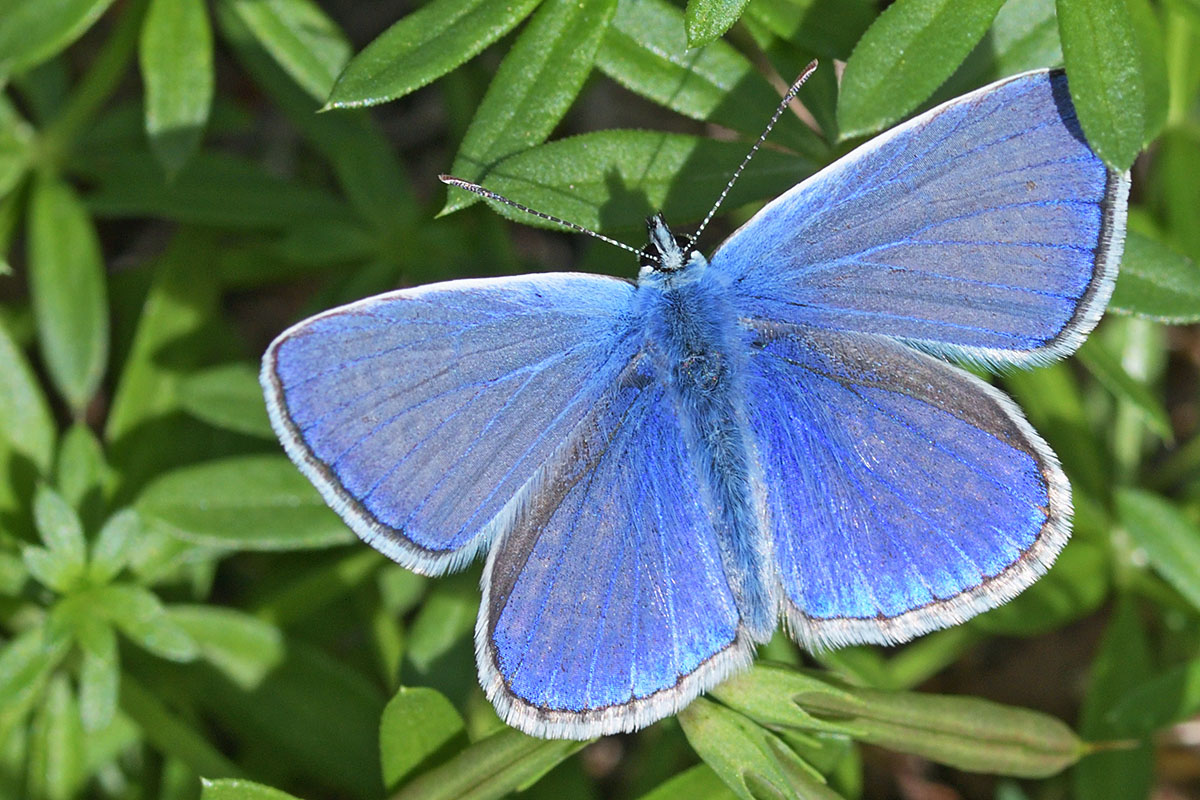 Common Blue (Polyommatus icarus) (5)