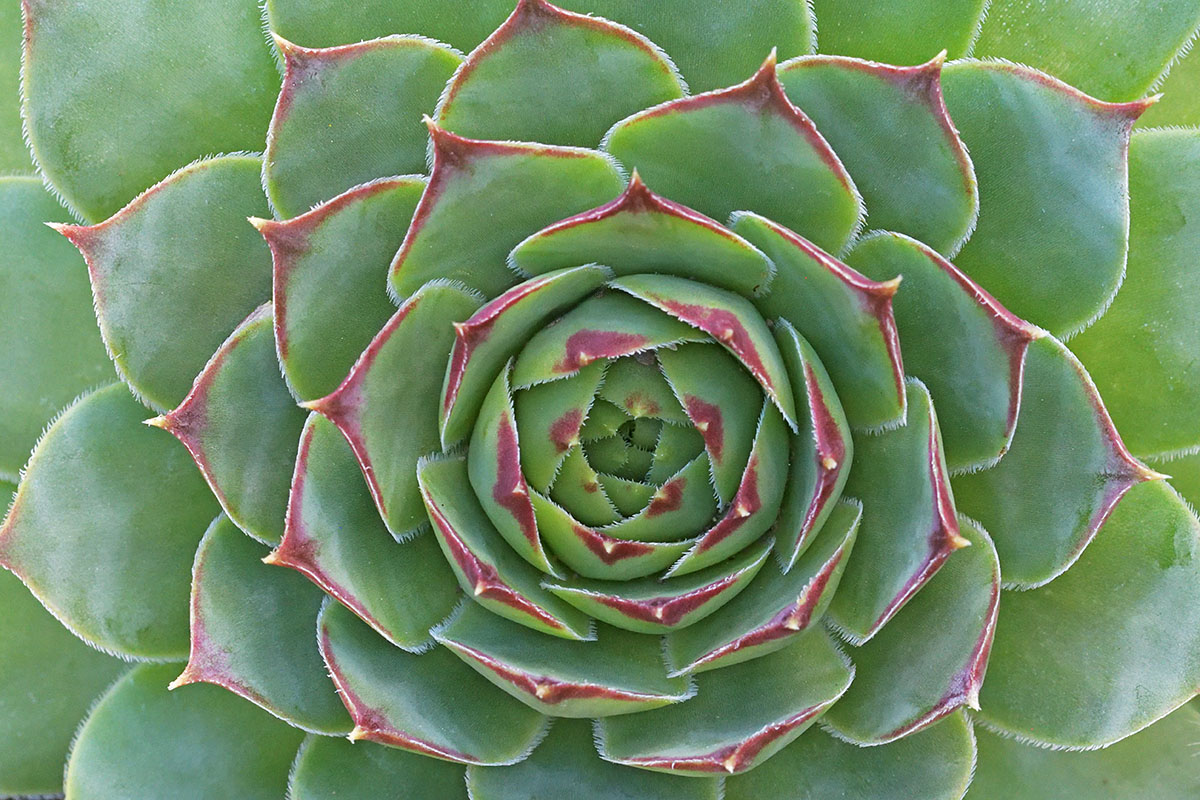 Common Houseleek (Sempervivum tectorum) (1)