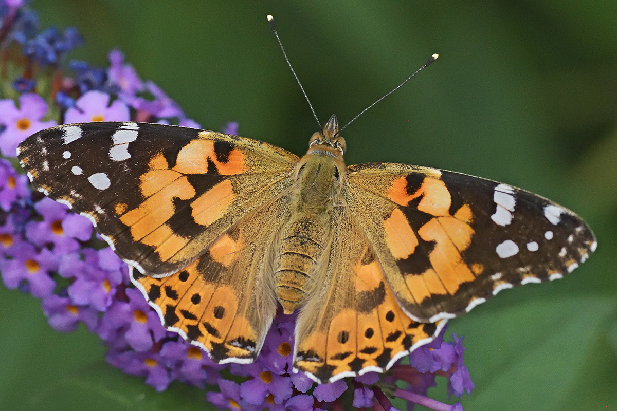 Painted Lady (Vanessa cardui) (13)