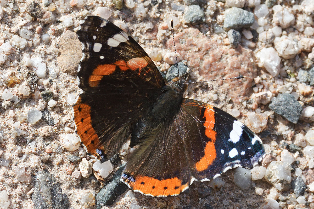 Red Admiral (Vanessa atalanta) (1)